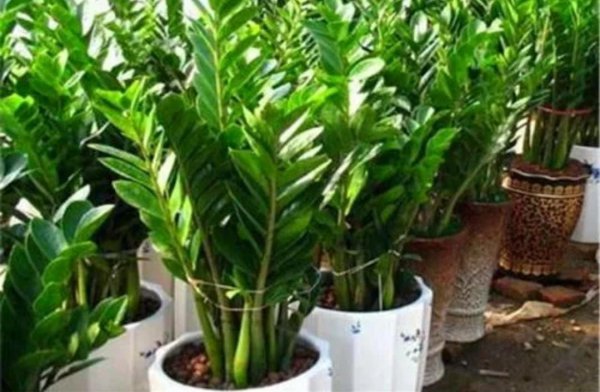 家里养什么绿植好