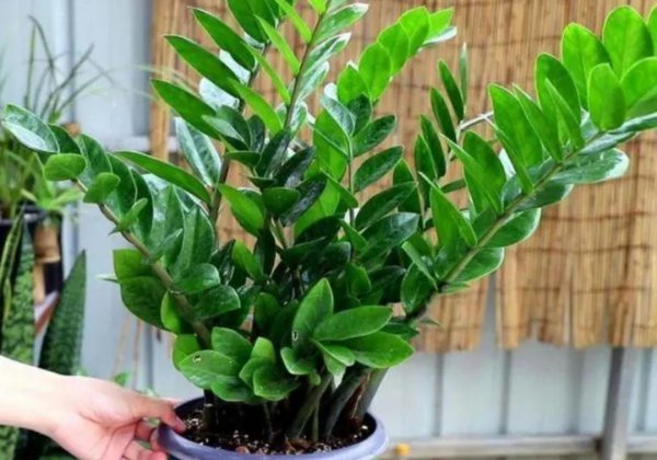 家里养什么绿植好