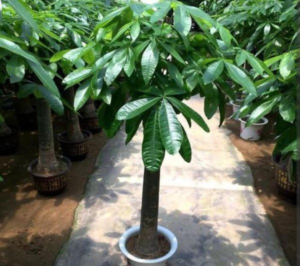 家里养什么绿植好