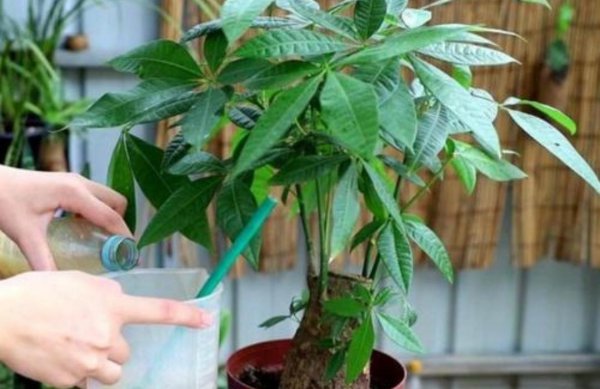 家里养什么绿植好