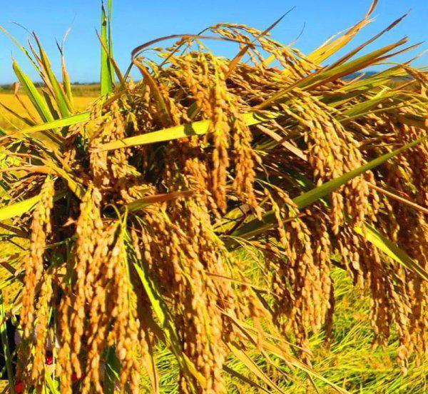 黑龙江五常市属于哪个市