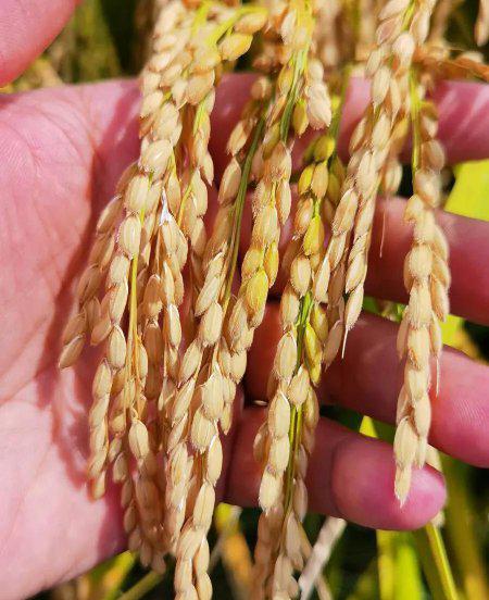 黑龙江五常市属于哪个市