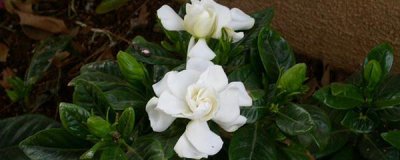 栀子花什么时候换盆最好 栀子花适合在春、秋季换土的原因