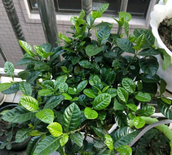 栀子花什么时候换盆最好