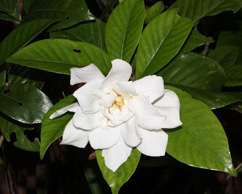 栀子花什么时候换盆最好