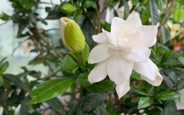 栀子花什么时候换盆最好