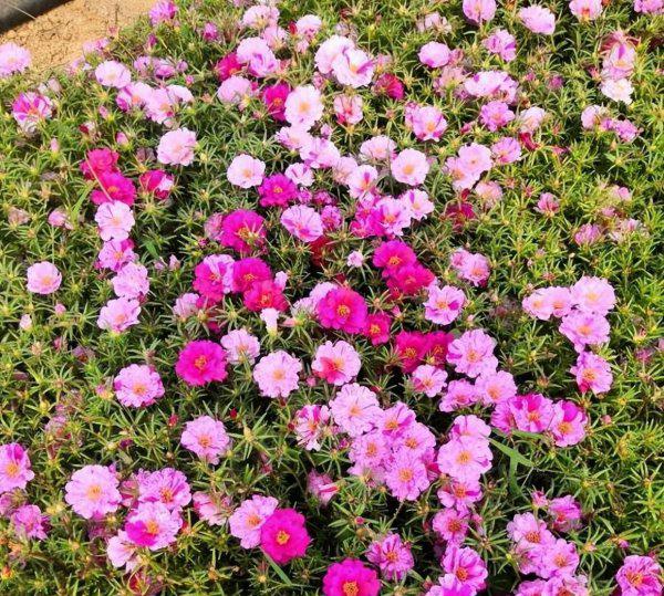 太阳花种子几月份种最好