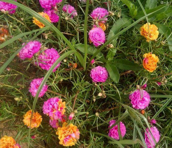 太阳花种子几月份种最好