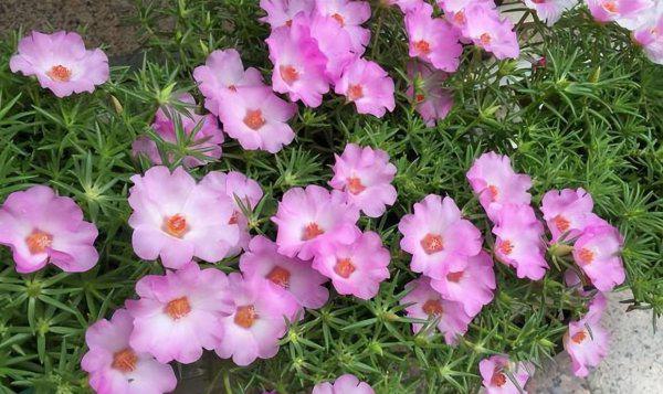 太阳花种子几月份种最好