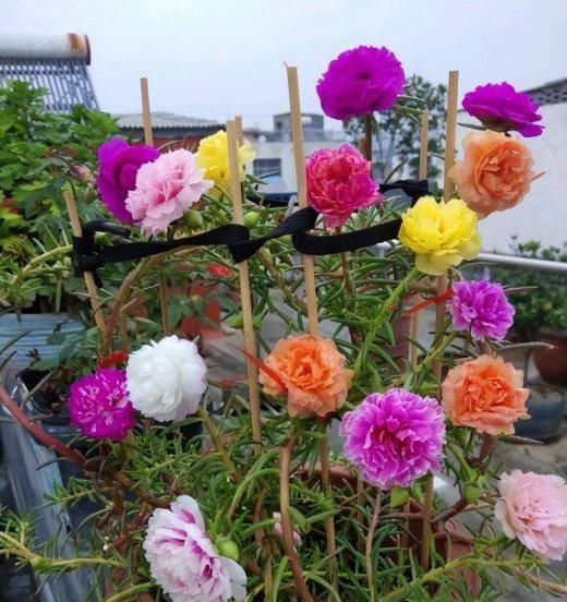 太阳花种子几月份种最好