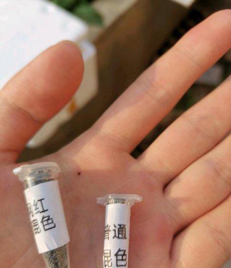 太阳花种子几月份种最好