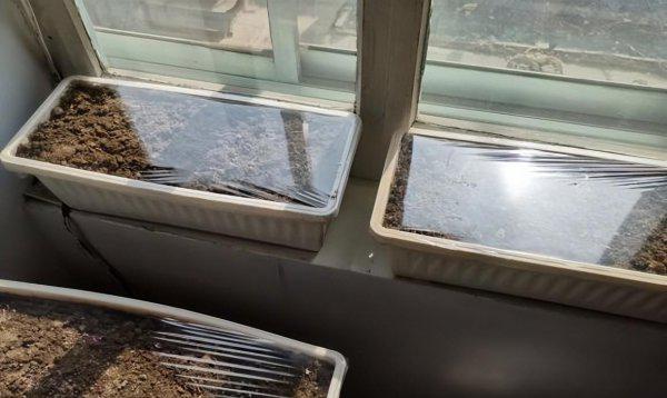 太阳花种子几月份种最好