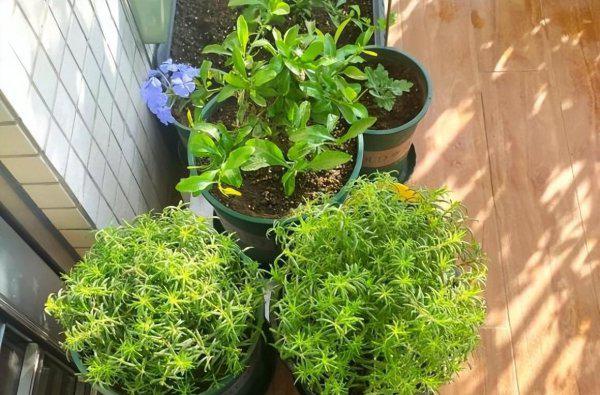 太阳花种子几月份种最好