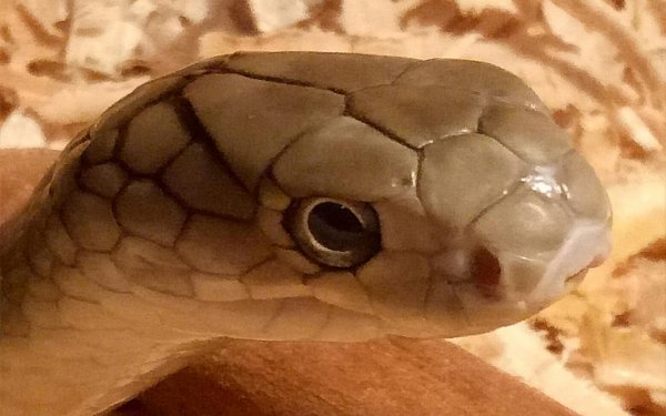 不怕蛇毒的三种动物