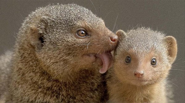 不怕蛇毒的三种动物