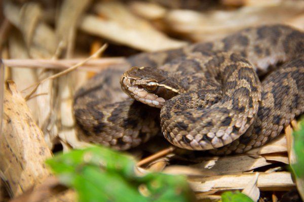 不怕蛇毒的三种动物