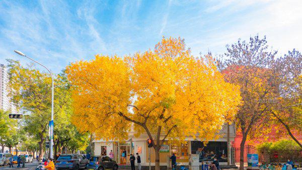 石家庄面积多少平方公里