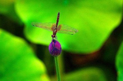 蜻蜓属于什么类动物 蜻蜓被称为昆虫类的高级杀手