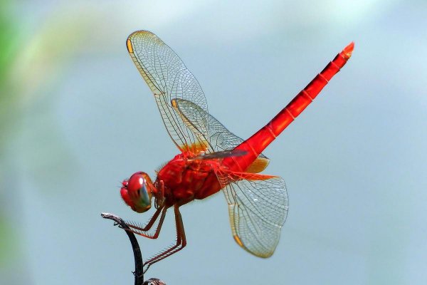 蜻蜓属于什么类动物