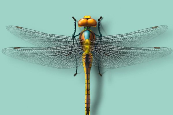 蜻蜓属于什么类动物