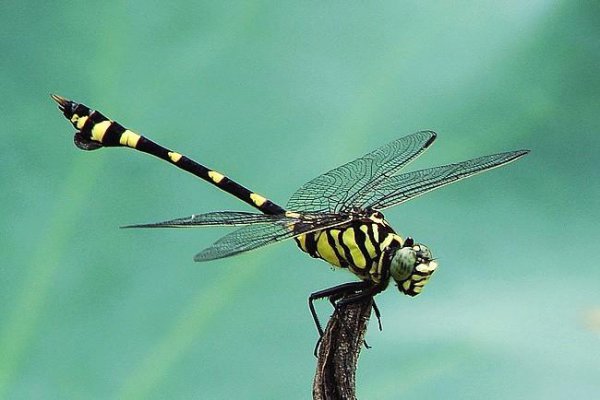 蜻蜓属于什么类动物