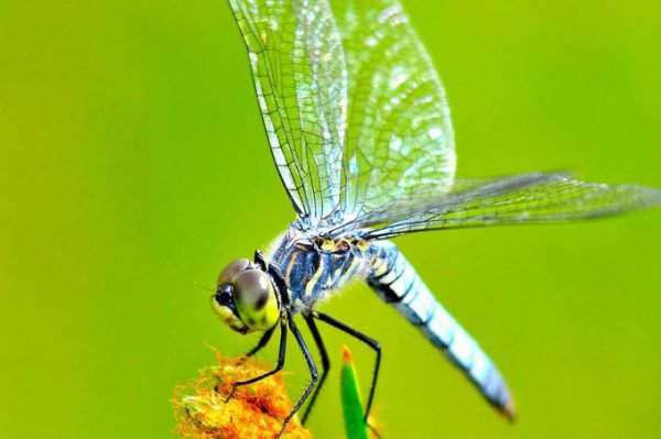 蜻蜓属于什么类动物