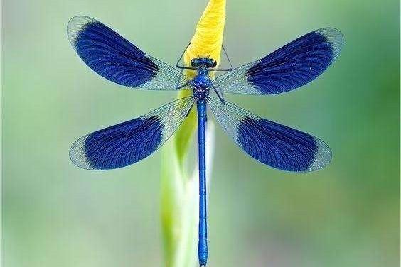 蜻蜓属于什么类动物