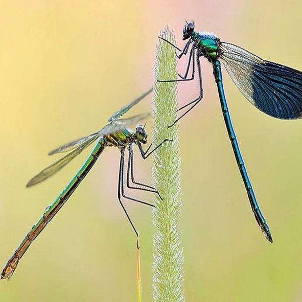 蜻蜓属于什么类动物