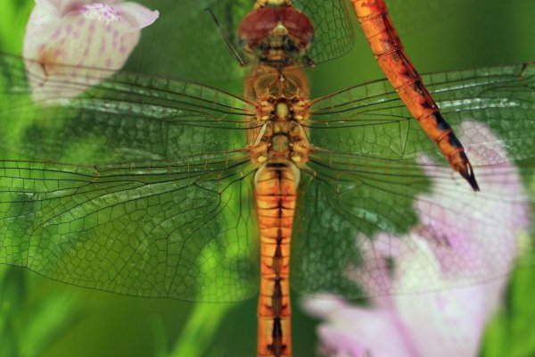 蜻蜓属于什么类动物