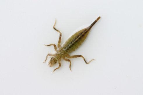 蜻蜓属于什么类动物