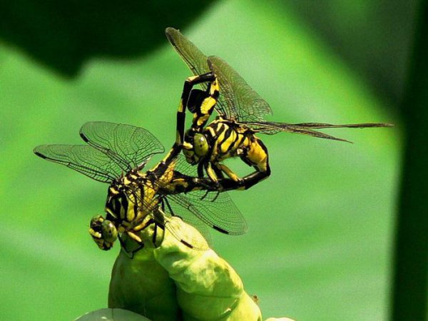 蜻蜓属于什么类动物