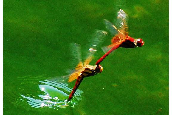 蜻蜓属于什么类动物