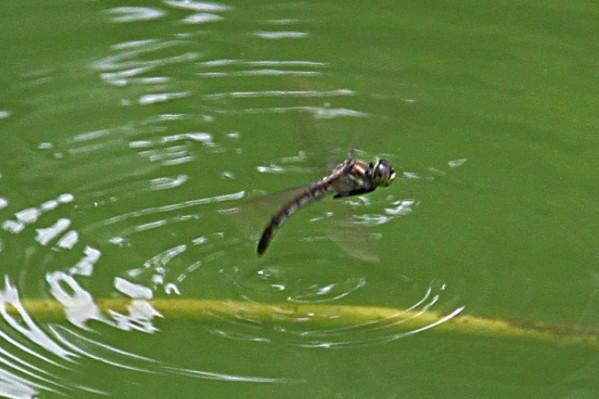 蜻蜓属于什么类动物