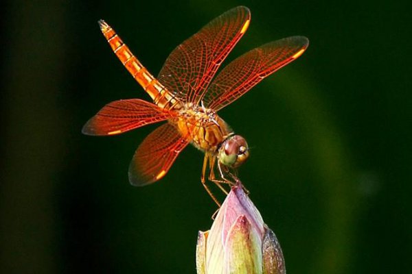 蜻蜓属于什么类动物