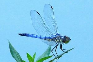 蜻蜓属于什么类动物