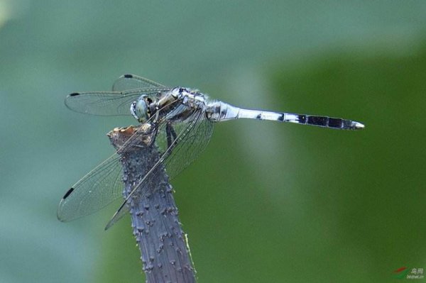 蜻蜓属于什么类动物