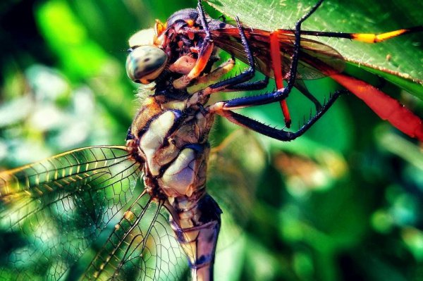 蜻蜓属于什么类动物