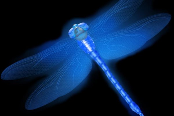 蜻蜓属于什么类动物