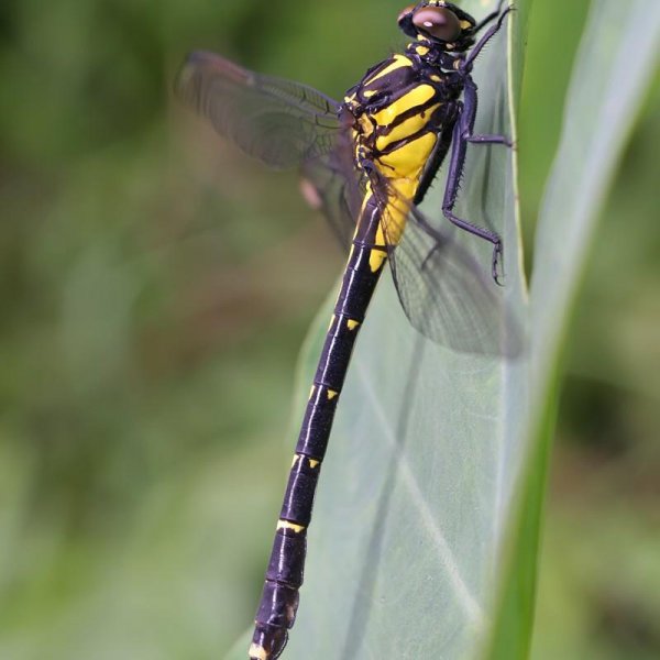 蜻蜓属于什么类动物