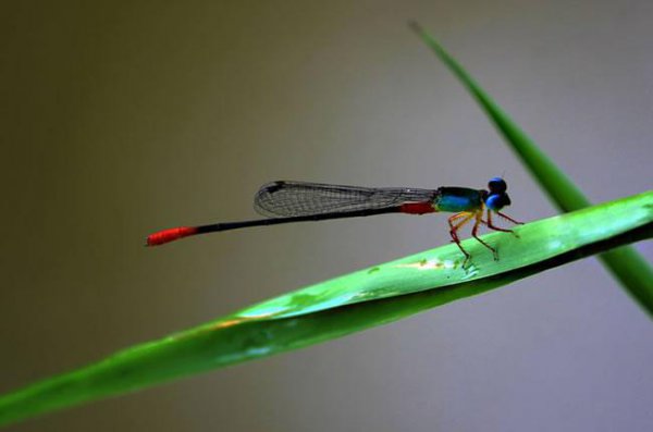 蜻蜓属于什么类动物