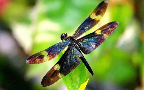 蜻蜓属于什么类动物