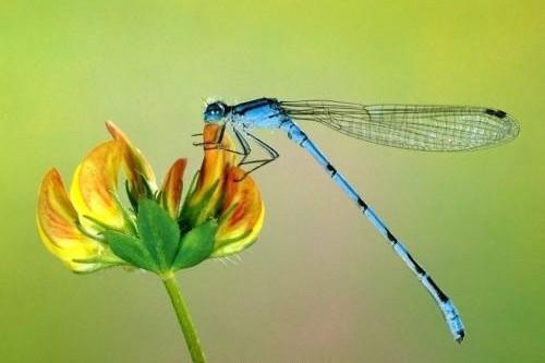 蜻蜓属于什么类动物