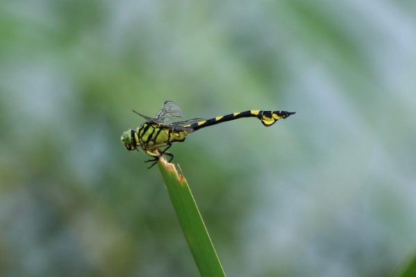 蜻蜓属于什么类动物