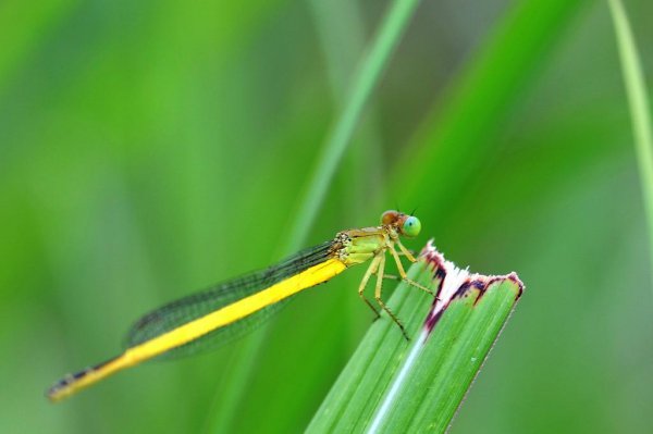 蜻蜓属于什么类动物