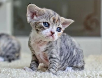 德文卷毛猫为什么不建议买 德文卷毛猫的品相辨别