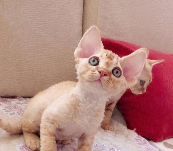 德文卷毛猫为什么不建议买