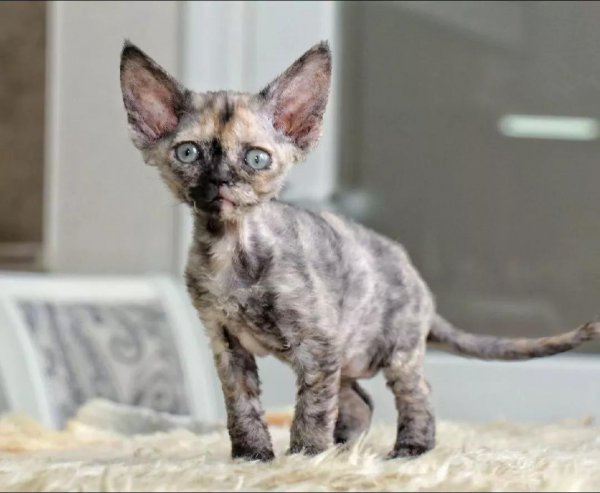 德文卷毛猫为什么不建议买