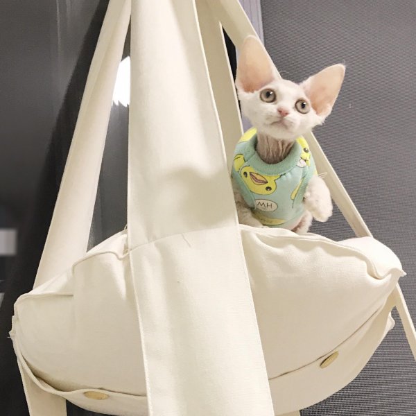 德文卷毛猫为什么不建议买