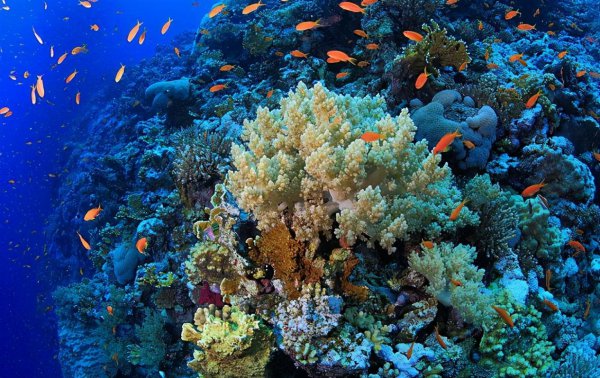 世界上最咸的海是哪个