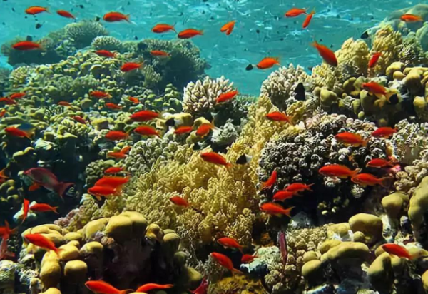 世界上最咸的海是哪个